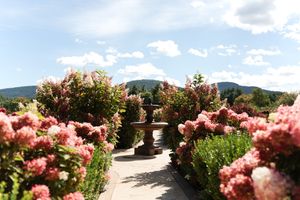 A garden path lined with blooming pink hydrangeas leads to a stone fountain, with green mountains and blue sky beyond.