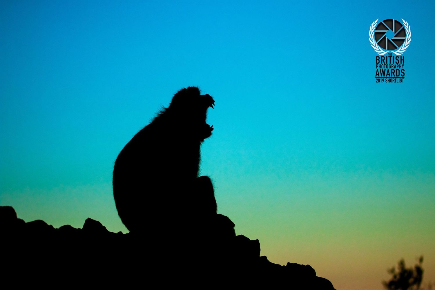 A monkey silhouette sits on rocks against a vibrant gradient sunset sky in this award-winning wildlife photo.