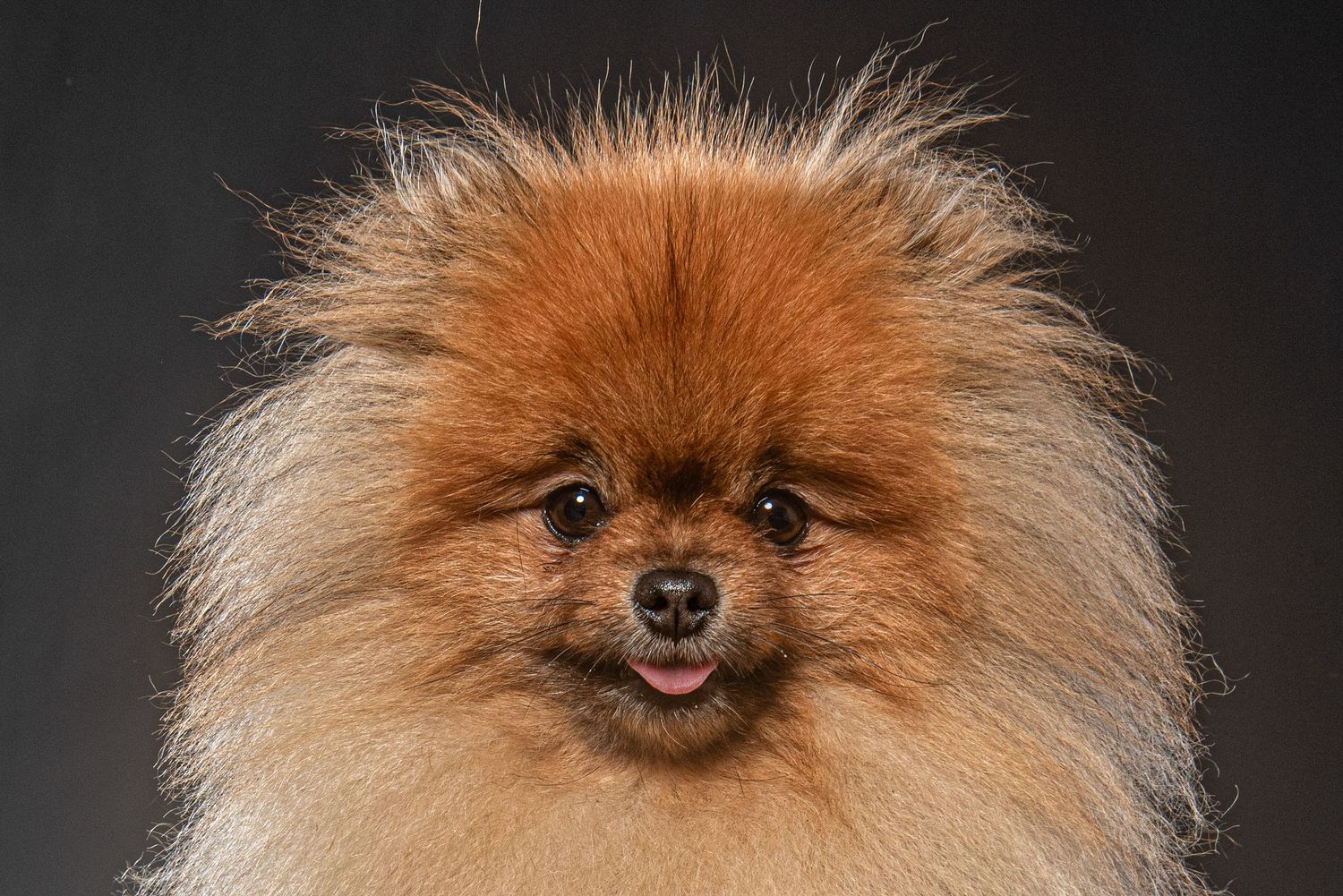 Fluffy orange Pomeranian dog with wild fur and tongue out, photographed against a dark gray studio background.