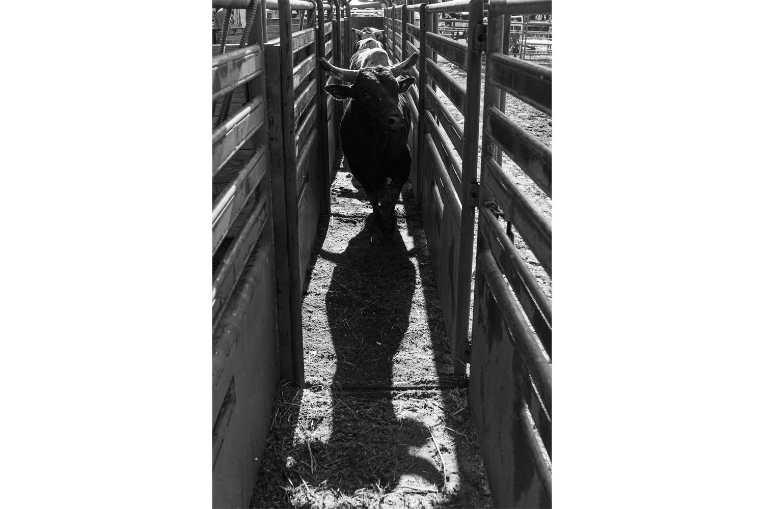 Bucking Bull loading into the chutes