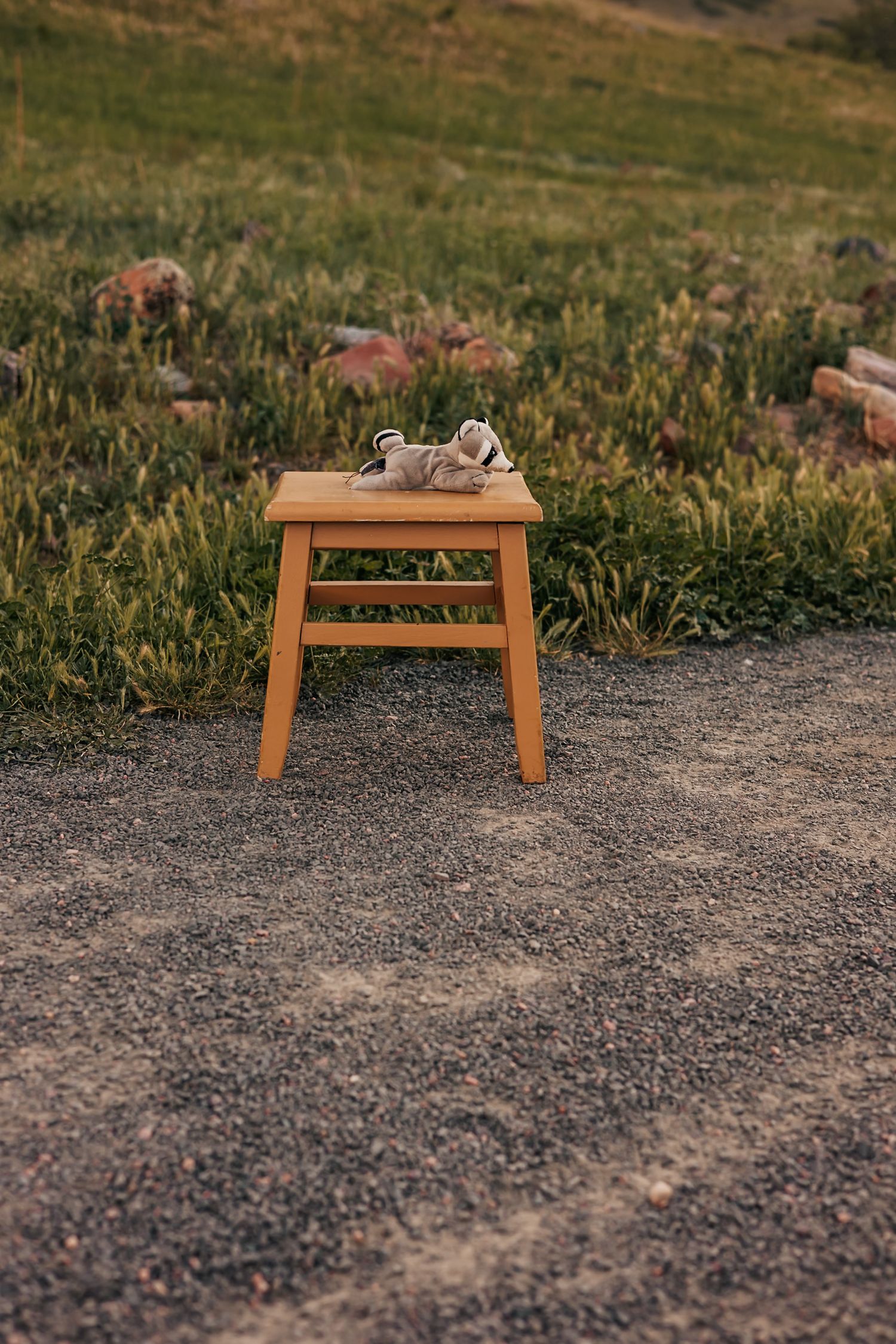 A small chipmunk sits on a wooden stool outdoors, surrounded by green grass and rocky gravel ground |Boulder Family Photographer