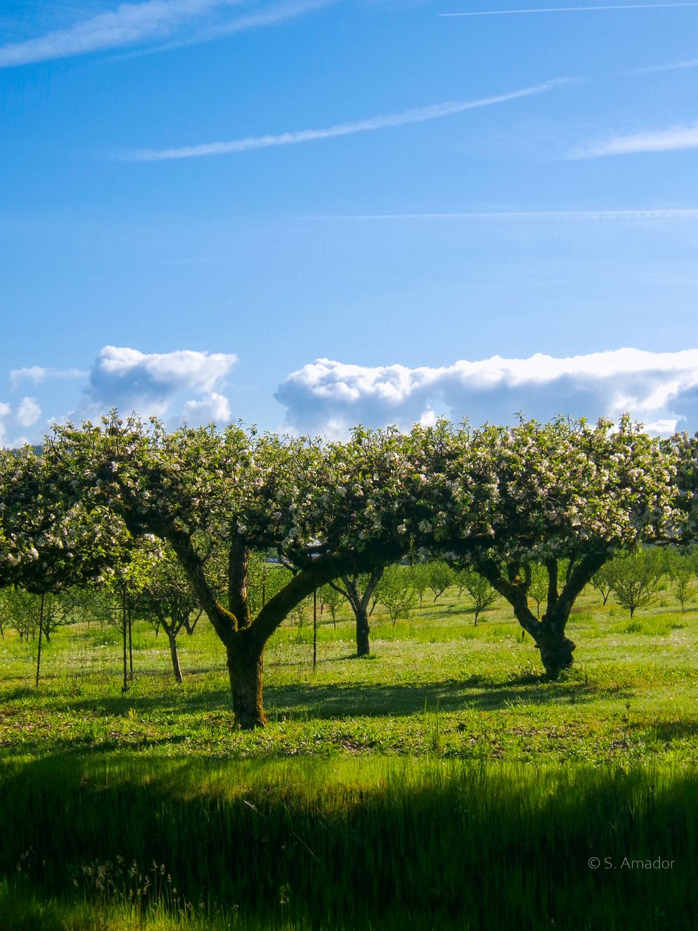 Blooming apple trees in a lush green orchard under a bright blue sky with white clouds in spring.