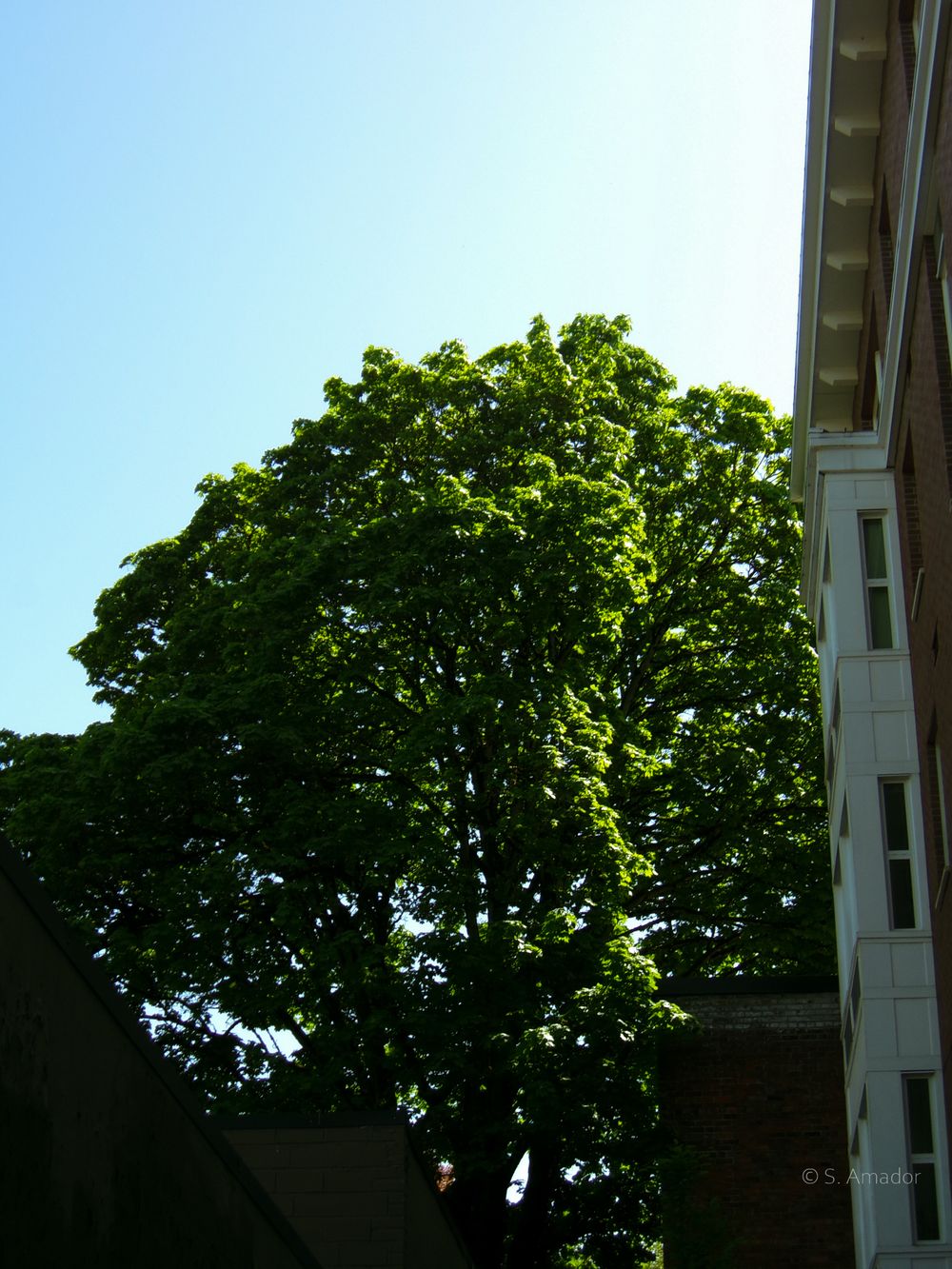 A large green tree with lush foliage stands beside a brick building under a clear blue sky.