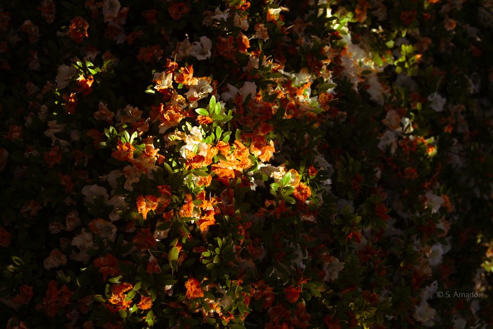 Vibrant orange and red flowers illuminated by sunlight against a dark background, creating a dramatic floral display.