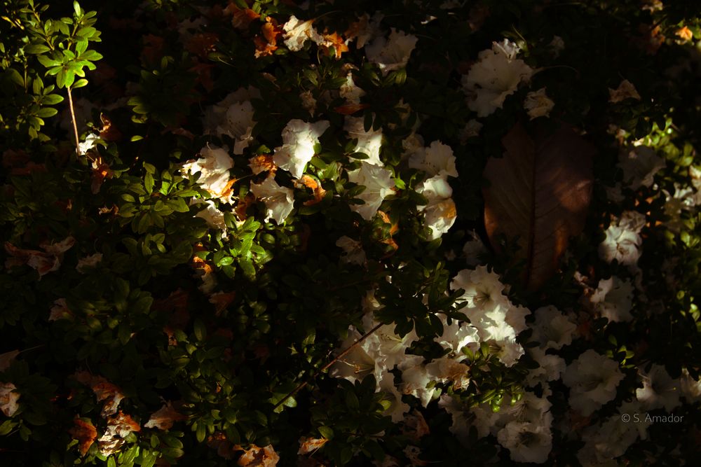 White flowers blooming at night, illuminated against dark green foliage in a dramatic low-light garden scene.