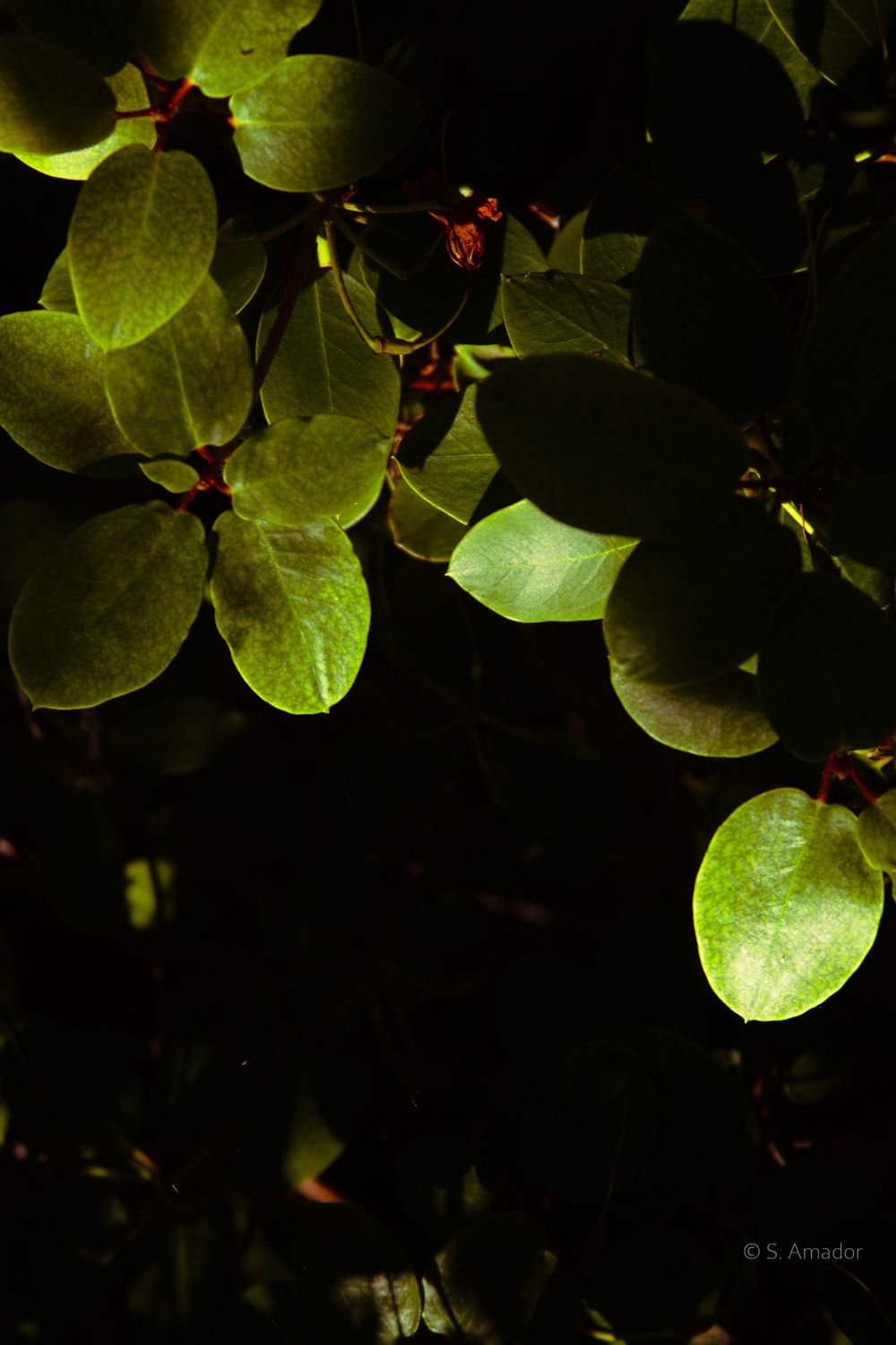 Bright green rounded leaves illuminated by sunlight against a dark background.