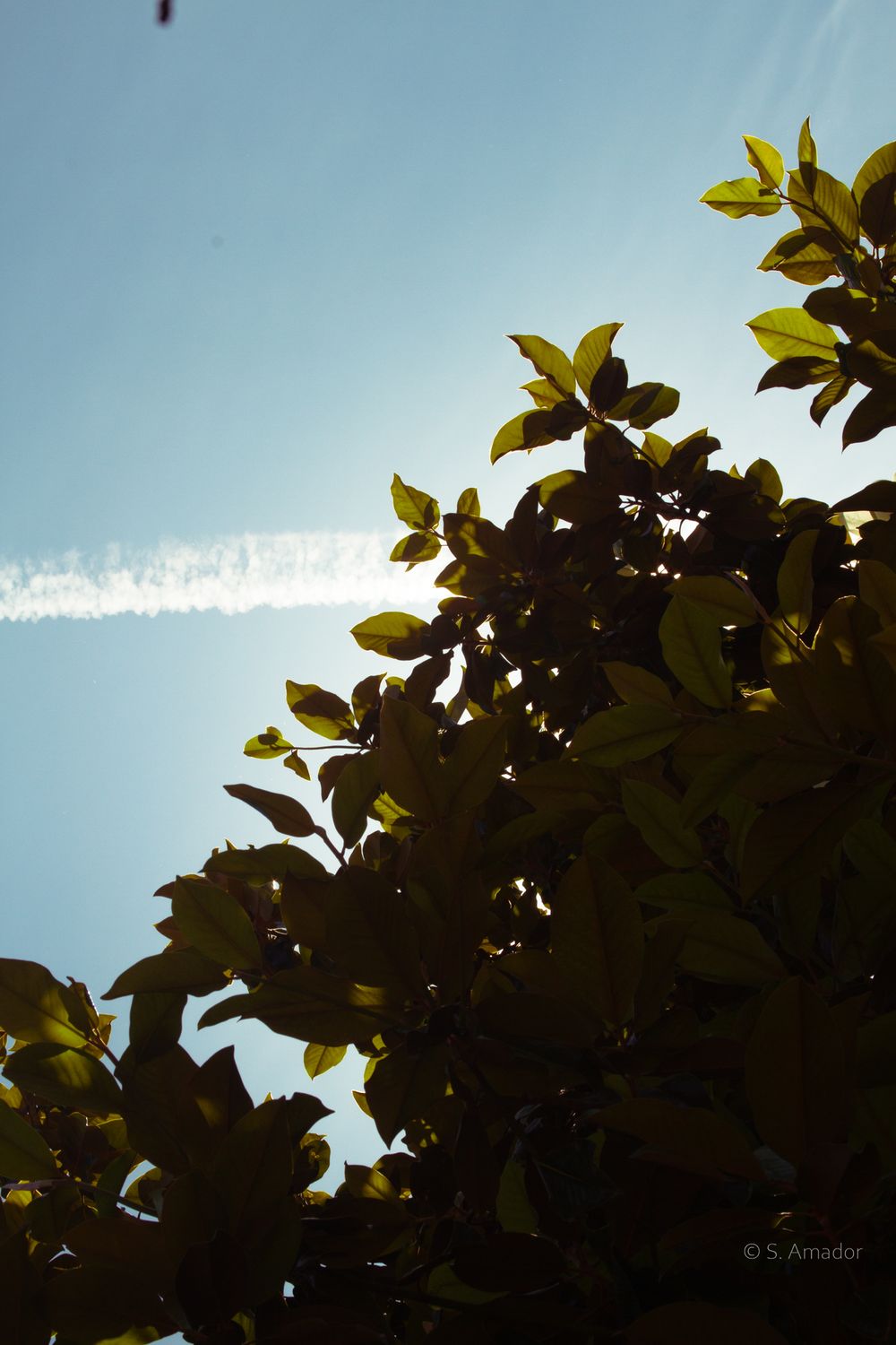 Green tree leaves silhouetted against a clear blue sky with a jet contrail.