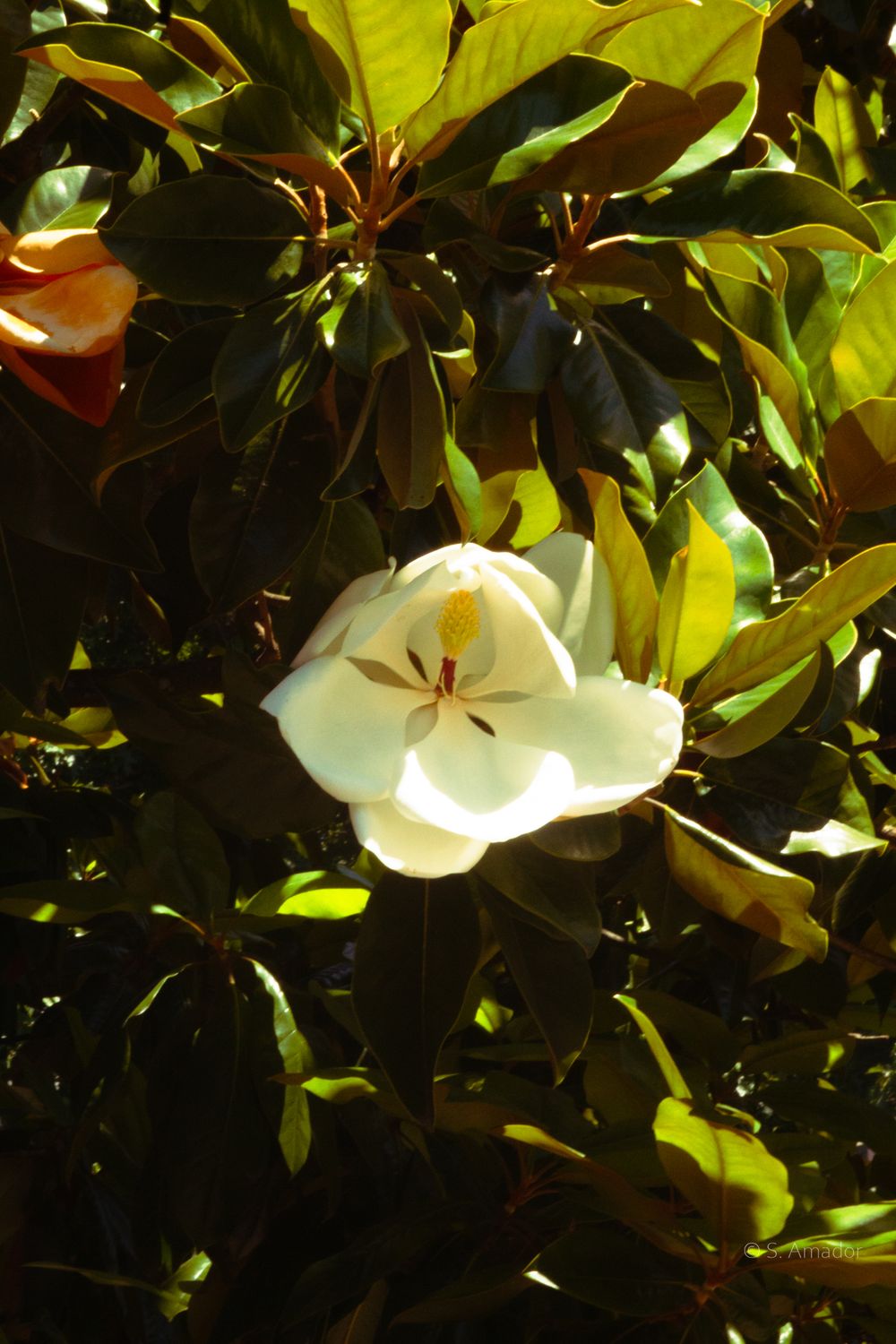 A white magnolia flower blooms among dark green glossy leaves in bright sunlight.
