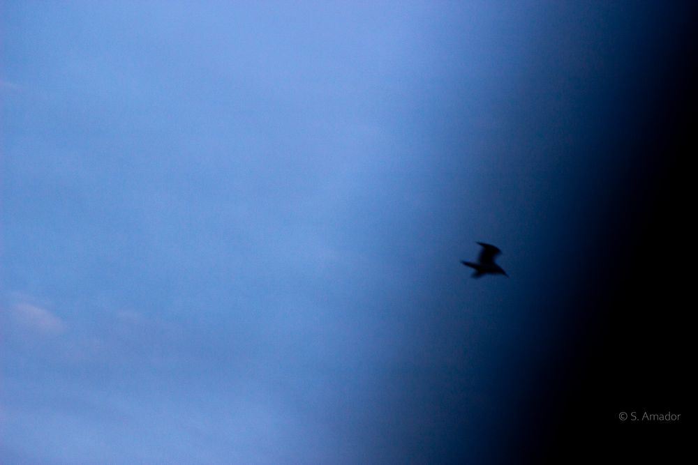 A lone bird silhouette soars against a dramatic deep blue twilight sky with soft clouds.