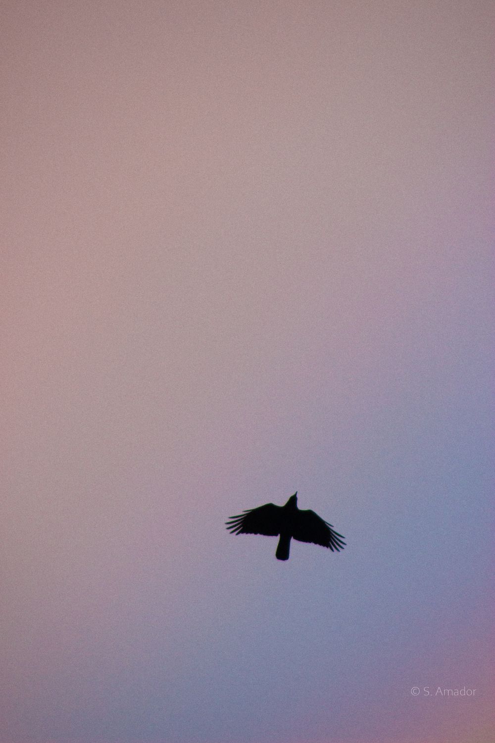 Black silhouette of a bird in flight against a soft pink and purple dusk sky.