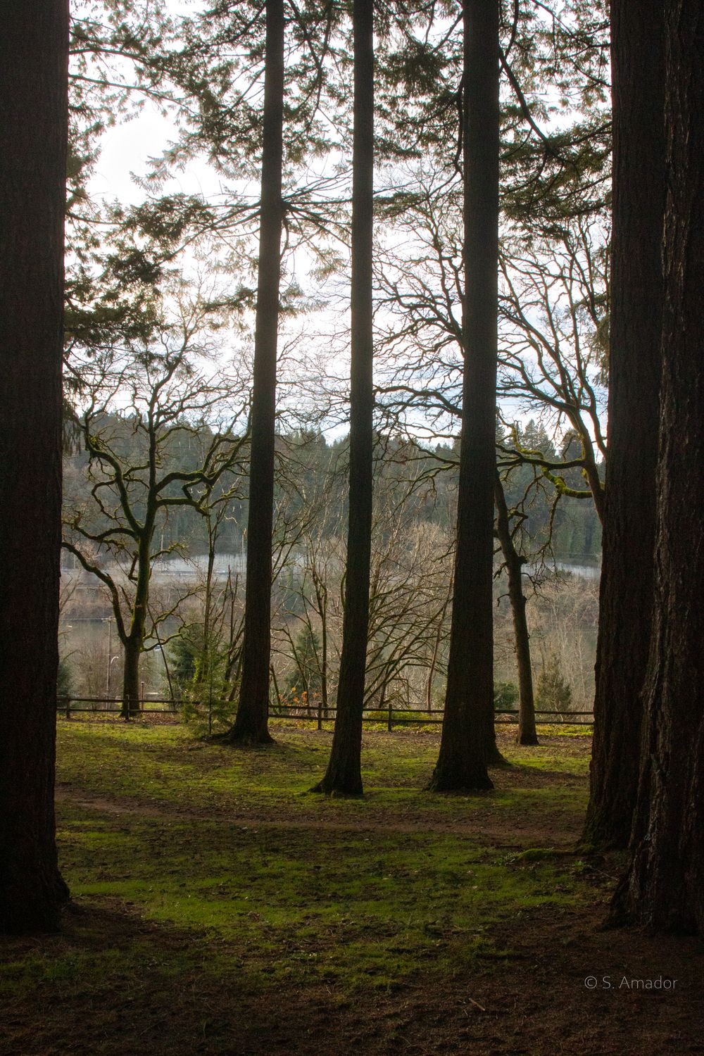 Tall pine trees frame a serene lake view with moss-covered ground in soft natural light.