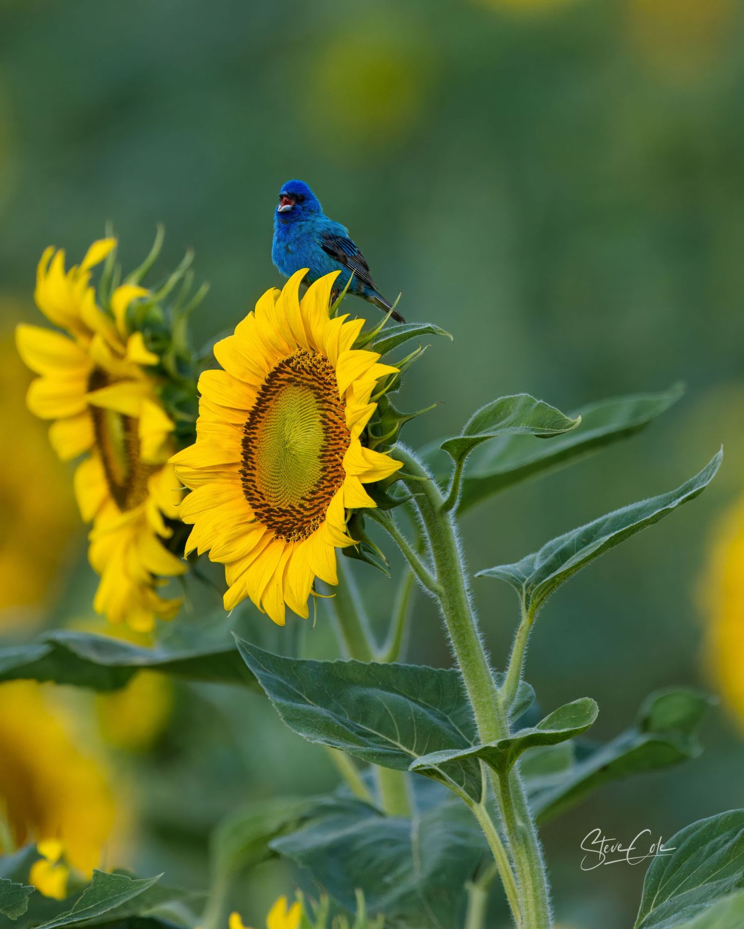 Vibrant indigo bunting perched atop a bright yellow sunflower bloom, fine art nature photography by Steve Cole.