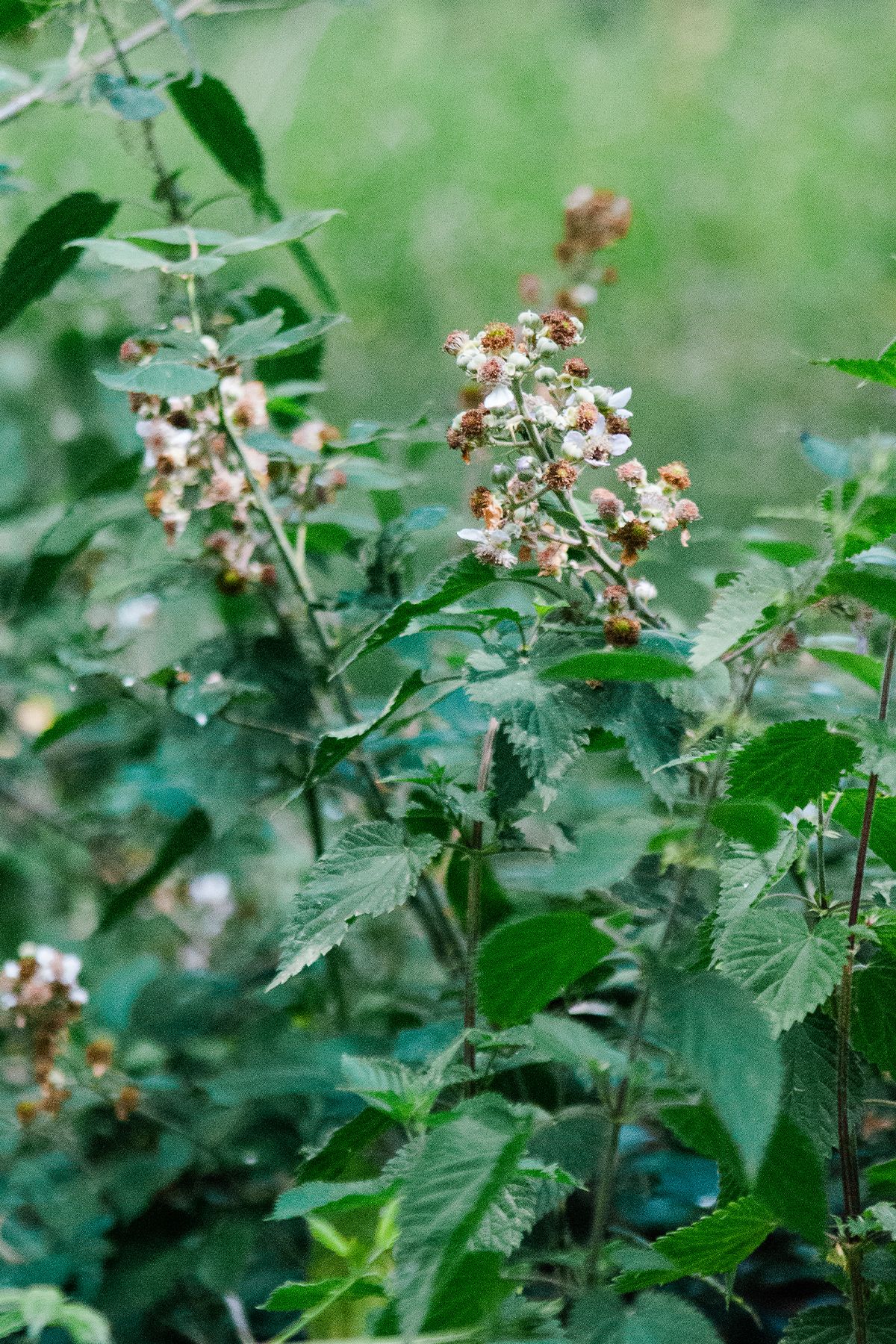 Wild blackberry bush with white blooming flowers and green serrated leaves growing in a lush garden setting.