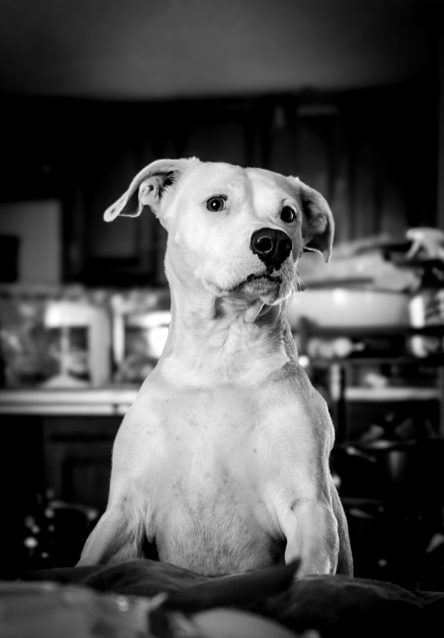 Dog relaxing at home during a cozy in-home pet photo session in Chattanooga