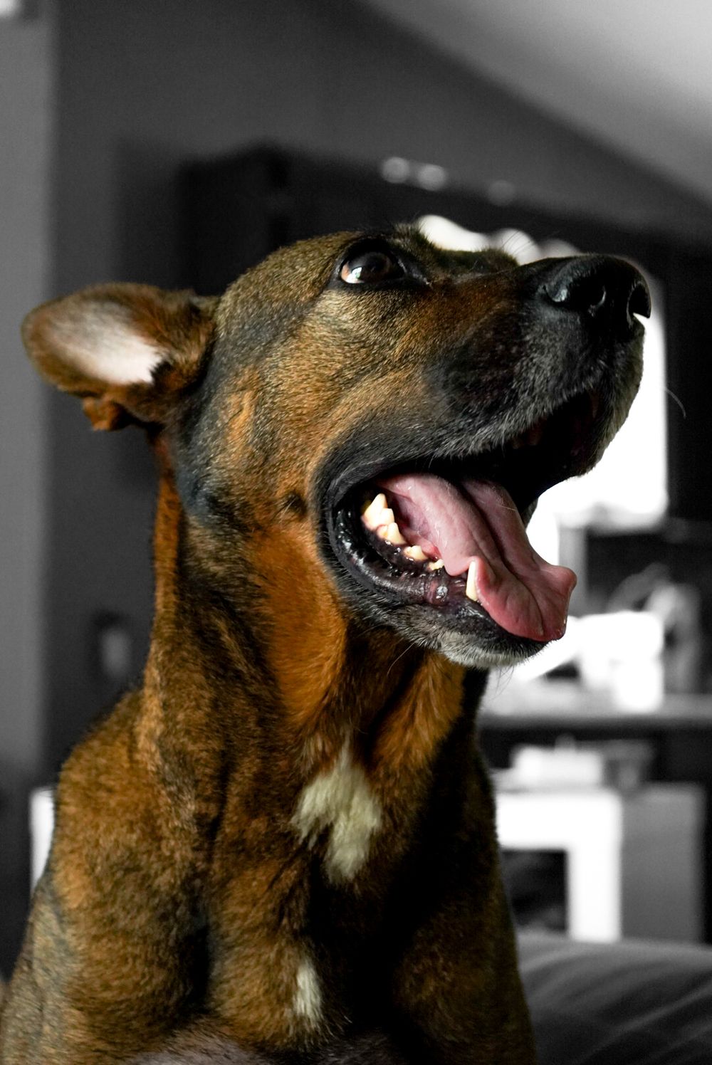 Dog relaxing at home during a cozy in-home pet photo session in Chattanooga