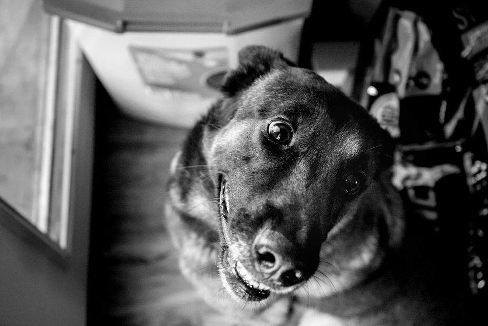 Dog relaxing at home during a cozy in-home pet photo session in Chattanooga