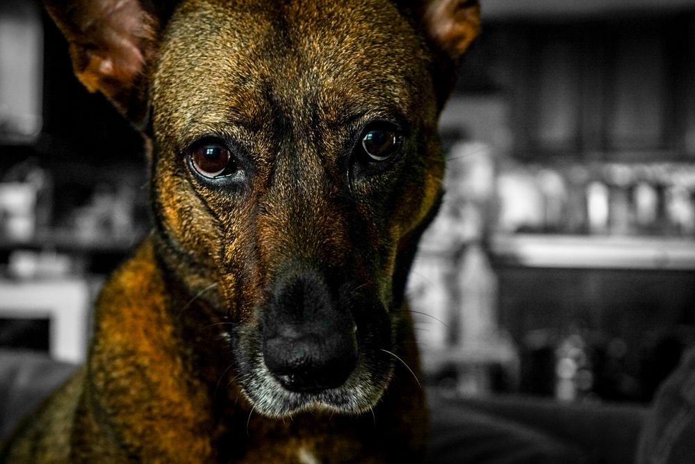 Dog relaxing at home during a cozy in-home pet photo session in Chattanooga