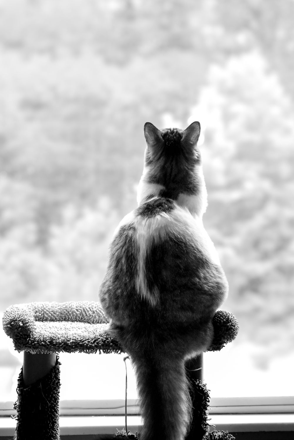 Cat posing during a relaxed pet portrait session with a Chattanooga pet photographer