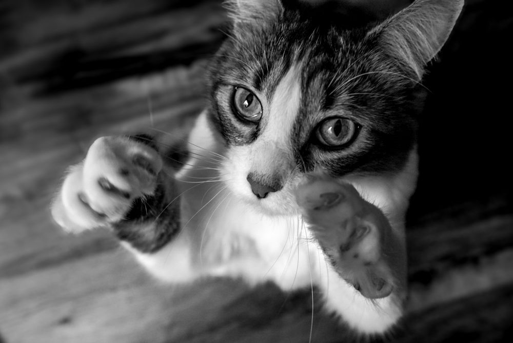 Cat posing during a relaxed pet portrait session with a Chattanooga pet photographer
