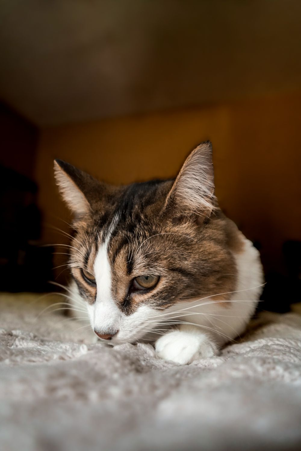 Cat posing during a relaxed pet portrait session with a Chattanooga pet photographer