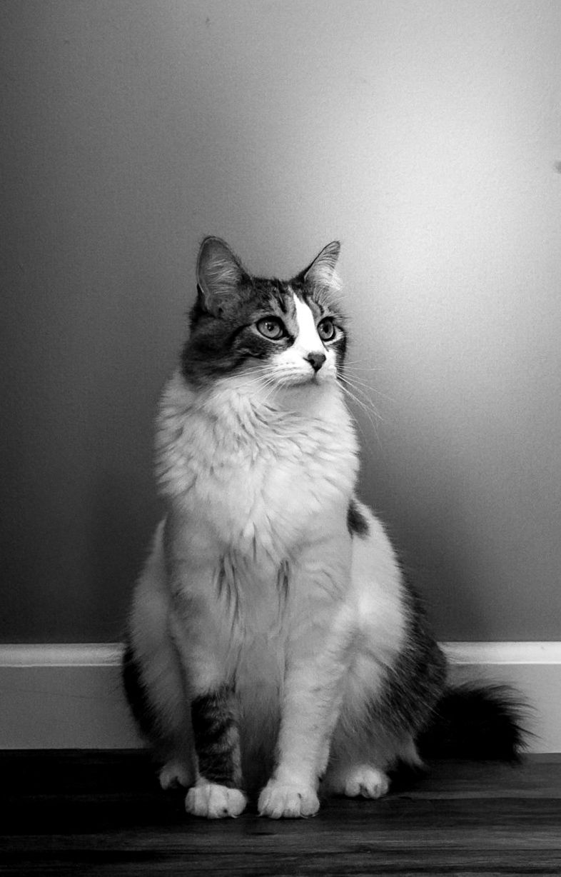 Cat posing during a relaxed pet portrait session with a Chattanooga pet photographer
