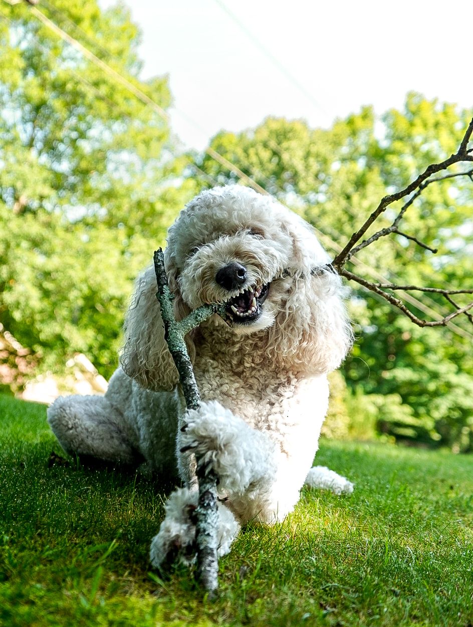 Dog running and playing outside during an outdoor pet photography session in Chattanooga