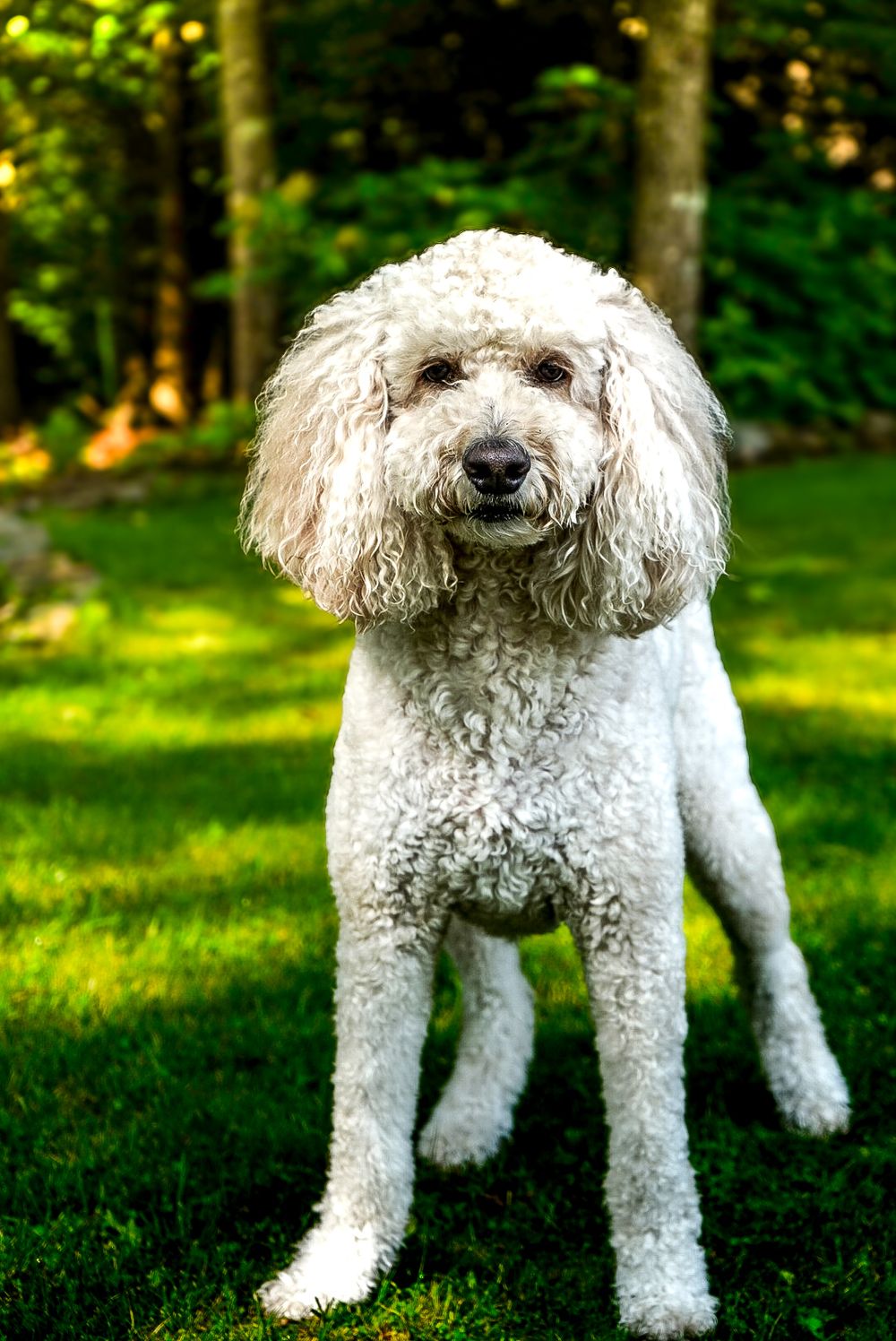 Dog running and playing outside during an outdoor pet photography session in Chattanooga