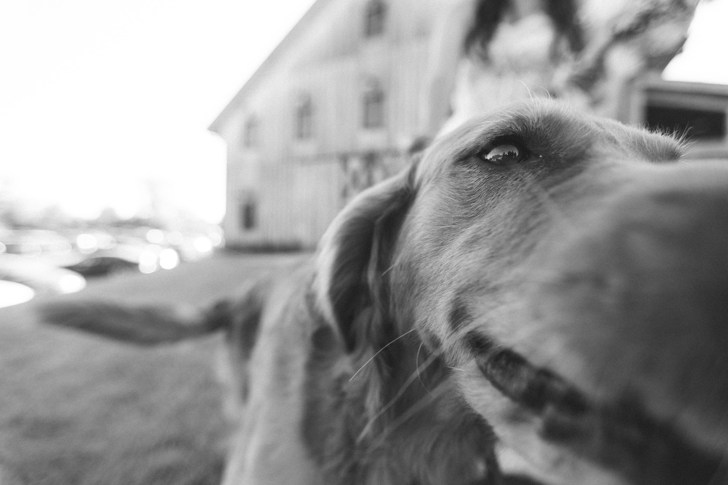 Close-up black and white photo of a happy Golden Retriever dog outdoors with a blurred building in the background.