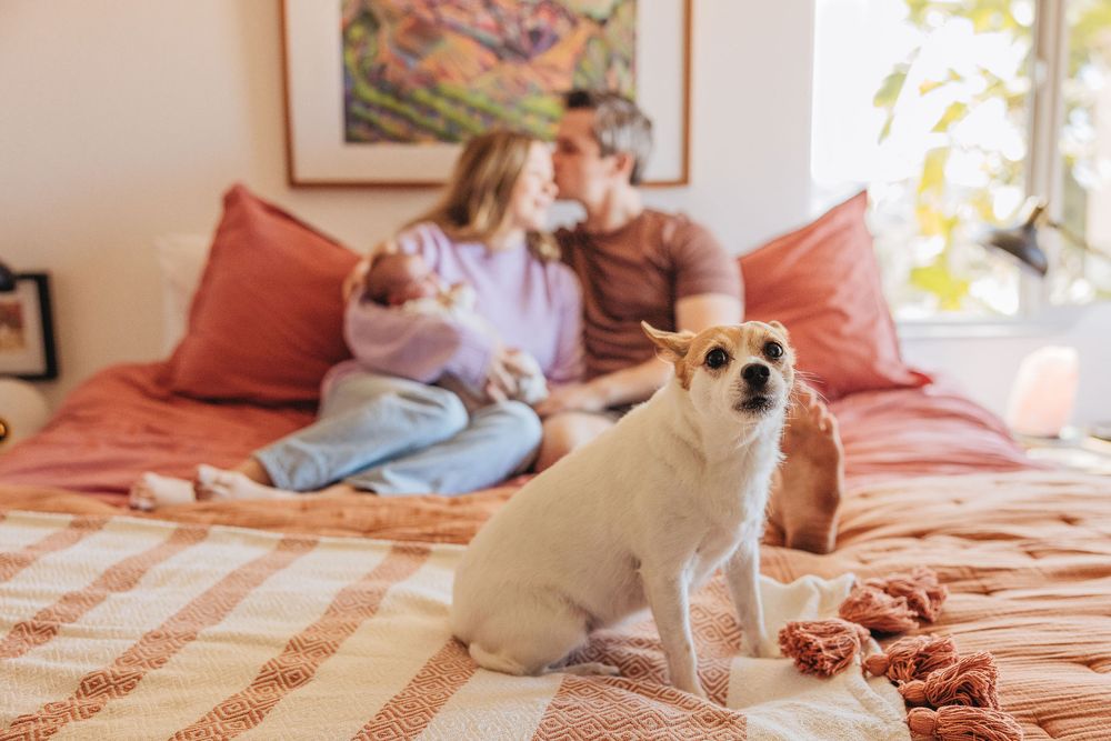 Couple sitting on bed with newborn baby while white and tan dog sits in foreground on cozy bedroom bed.