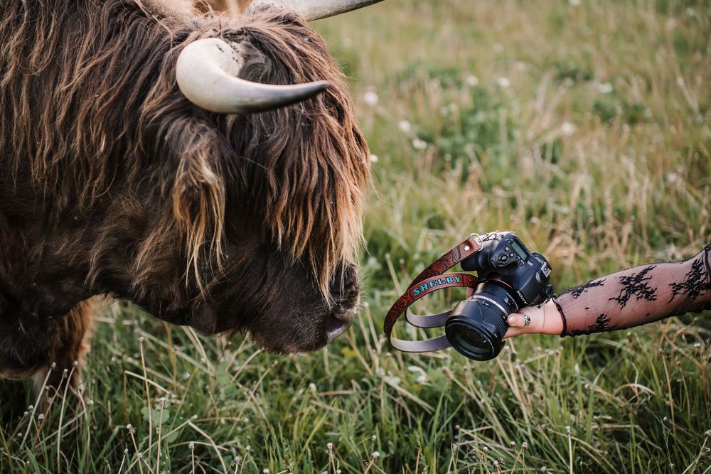 A Highland cow sniffs a camera held by a tattooed hand in a lush green field.