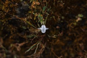 Oval diamond halo engagement ring resting on autumn foliage and green stems in natural outdoor setting.
