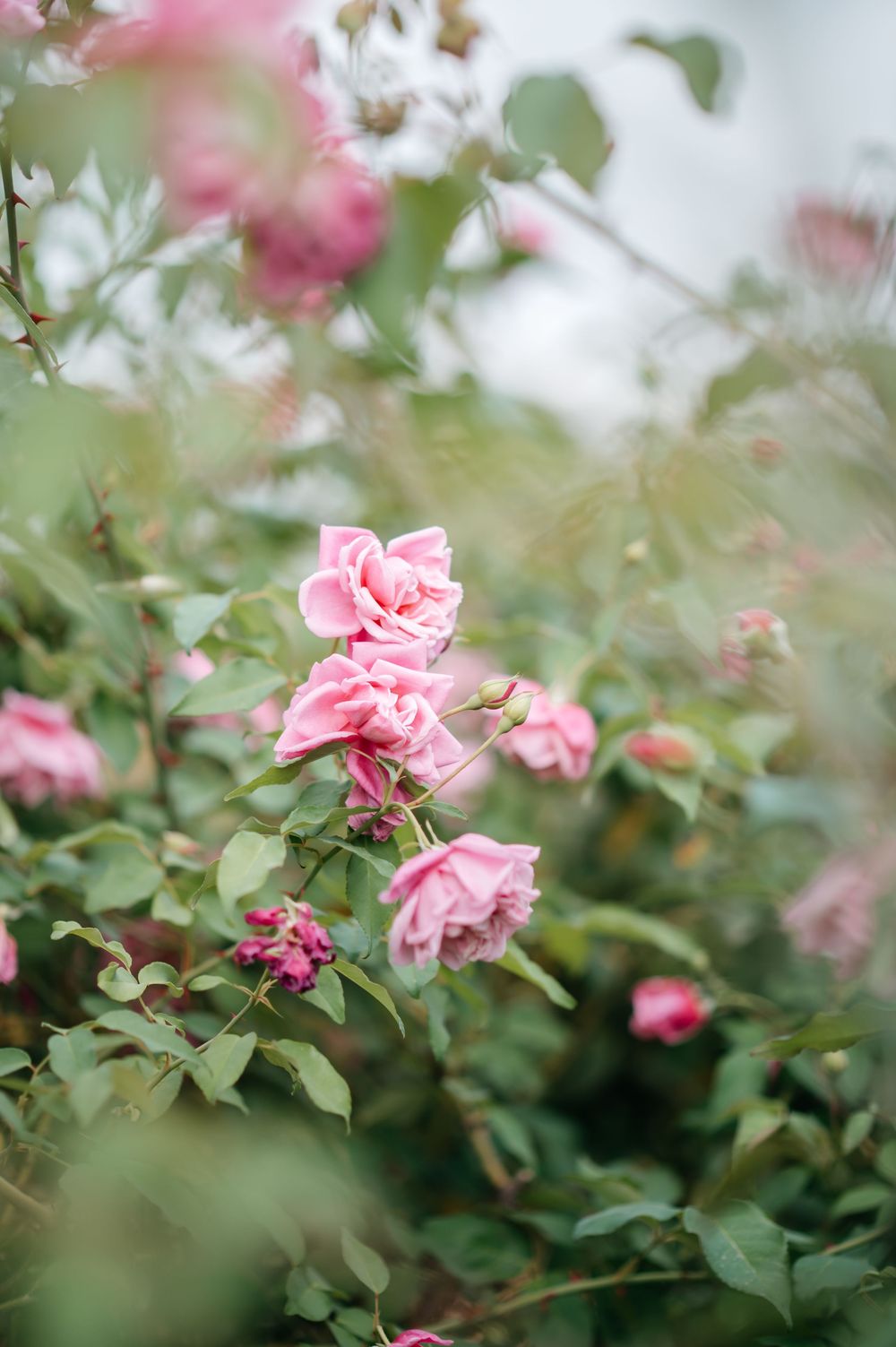 A fragrance and yoga retreat in Grasse, south France captured by Carin Thakrar Photography