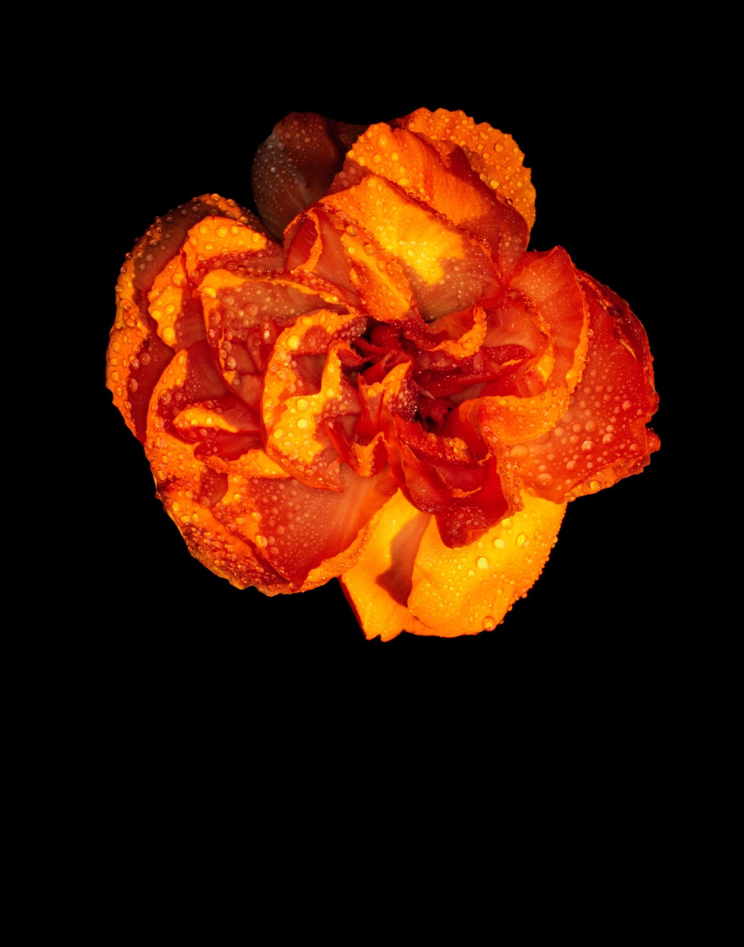 Orange carnation flower with water droplets on petals against black background.
