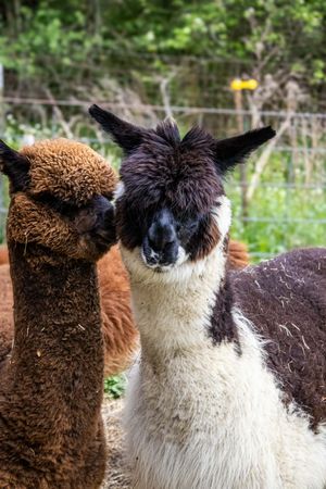 Two alpacas, one brown and one black and white, stand close together in a green outdoor farm setting.