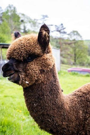 Brown alpaca with curly fur standing on green grass at a farm, looking at camera with trees in background.