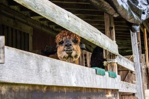 A brown alpaca peers over a wooden fence rail inside a rustic barn enclosure.