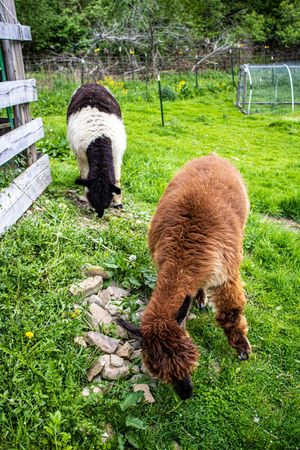 Two alpacas grazing on lush green grass near a wooden fence, one brown and one black and white.