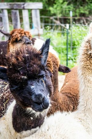 Close-up of a dark brown and white alpaca with fluffy hair among a group of alpacas in a farm enclosure.