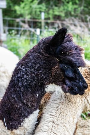 Close-up portrait of a dark brown and black alpaca with thick curly fleece at an outdoor farm enclosure.