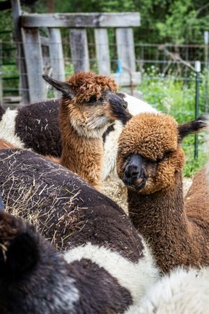 Two brown alpacas with curly fleece stand together in a farm enclosure surrounded by hay and wooden fencing.