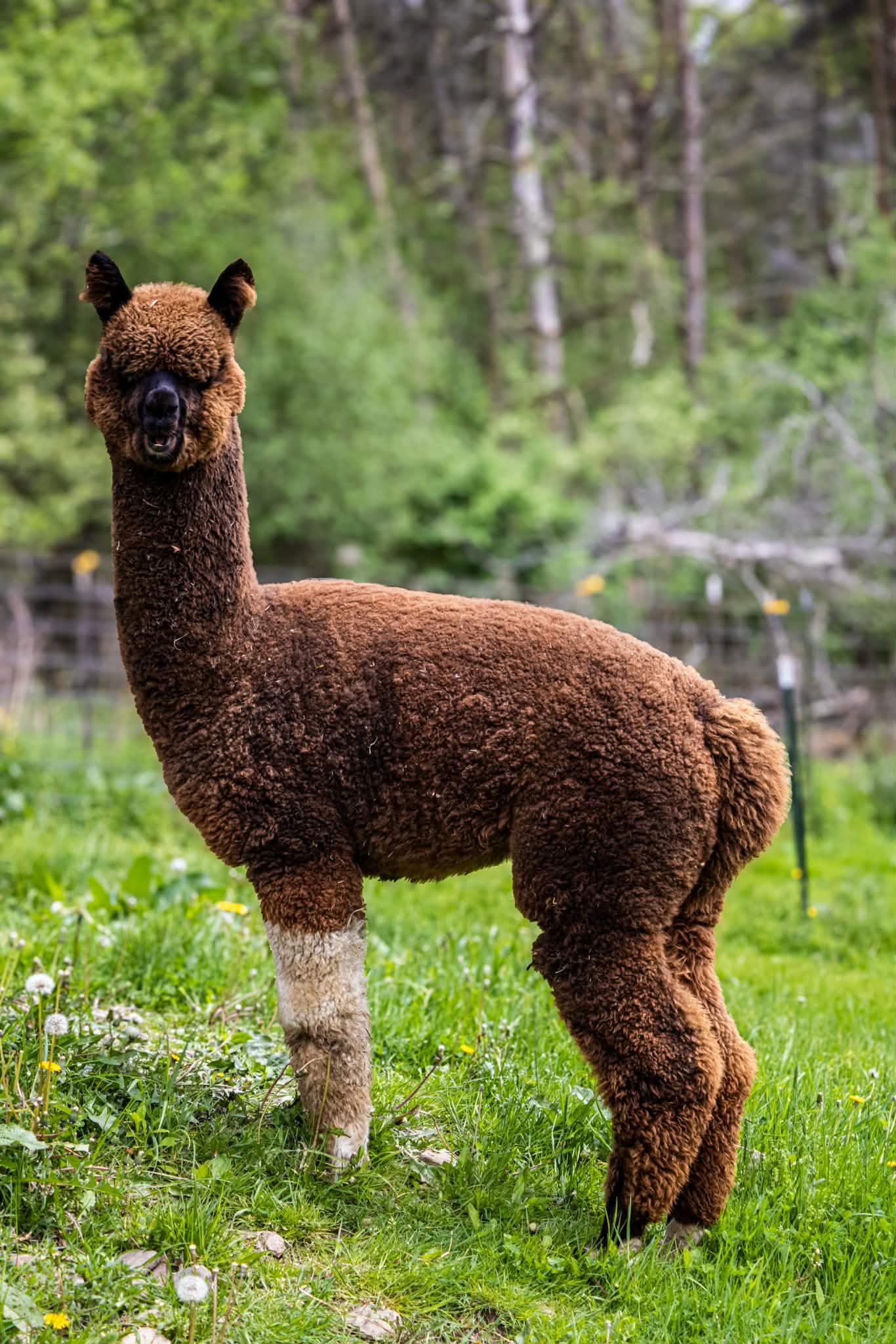 A fluffy brown alpaca standing on green grass with mouth open, showing its full body in a farm setting.
