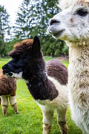 Three alpacas standing on green grass, featuring white, brown, and black fluffy coats on a farm.