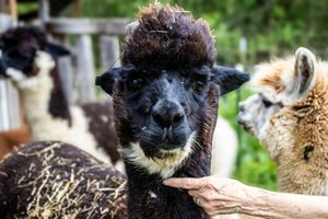 A person's hand reaching out to pet a dark black alpaca with curly hair at an outdoor alpaca farm.
