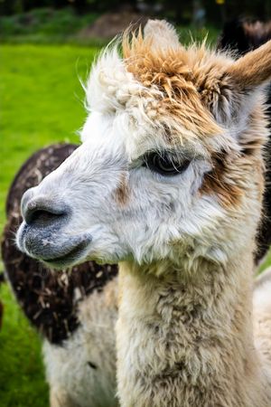 Close-up portrait of a white and brown alpaca with fluffy hair on a green farm background.