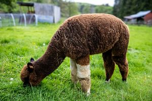 A fluffy brown alpaca grazes on lush green grass in a farm pasture setting.