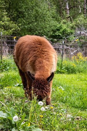 A fluffy brown alpaca grazes on green grass with dandelions in a fenced pasture surrounded by lush trees.