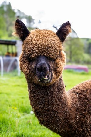 Brown alpaca with curly fur chewing grass in a green field, looking directly at the camera on a farm.