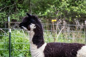 Side profile of a black and white alpaca standing near a wire fence with lush green trees in background.
