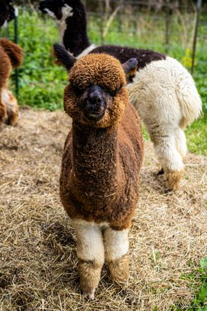 A fluffy brown alpaca with white legs stands on hay, looking at the camera on a farm.