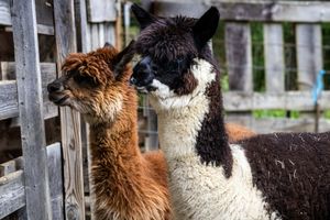 Two alpacas, one brown and one black and white, stand close together near a wooden fence on a farm.